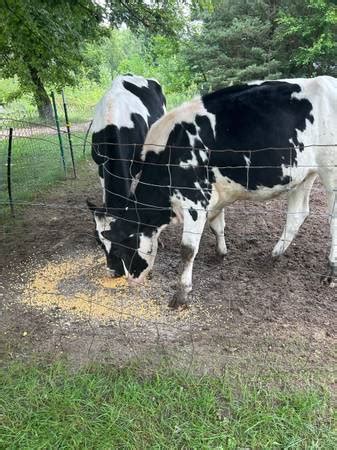 Sparta, Tennessee 38583. . Holstein steers for sale  craigslist